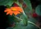 Fabulous Orange Mexican Sunflower Leaning on a Leaf