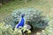 Fabulous Peacock moments before unfurling its feathers