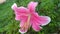 fabulous pink lily