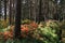 Fabulous rhododendron park blooming in the middle of the forest