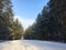 Fabulous Russian winter pine forest in the freezing weather
