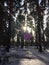 Fabulous Russian winter pine forest in the freezing weather