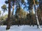 Fabulous Russian winter pine forest in the freezing weather