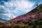 Fabulous spring floral landscape, beautiful view with blooming pink rhododendrons on the hillside and fantastic sky
