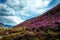 Fabulous spring floral landscape, beautiful view with blooming pink rhododendrons on the hillside and fantastic sky