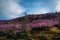 Fabulous spring floral landscape, beautiful view with blooming pink rhododendrons on the hillside and fantastic sky