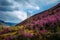 Fabulous spring floral landscape, beautiful view with blooming pink rhododendrons on the hillside and fantastic sky. Flowers