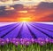 Fabulous spring landscape with crocuses and hyacinths in background sunrise