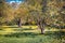 Fabulous spring view of olive garden. Wonderful rural scene of Albania, Europe.