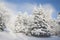 Fabulous trees in the snow before Christmas. Frosty morning in t