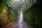 Fabulous tunnel in the Rural Park Anaga