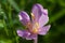 Fabulous violet flower with six yellow stamens and six petals in autumn