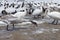 Fabulous wild birds. White swans on a winter lake. The wintering wild swans. Feeding wild birds
