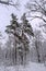 Fabulous winter scene of snow-covered forest and tall pines