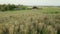 A fabulous wonderful landscape with a rice field, green and golden sprouts swaying in the wind against the background of