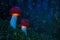 Fabulous world of Glowing mushrooms