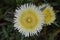 Fabulous Yellow Flower On The Cliff At Cabo De La Roca In Sintra. Nature, architecture, history. April 13, 2014. Cabo De La Roca,