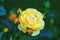 Fabulous yellow garden rose with buds in green summer rose garden