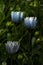 Fabulously Beautiful blue flowers with raindrops