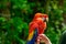 Fabulously colorful parrot Ara Ararauna