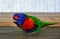 Fabulously colorful parrot Lorys Rainbow