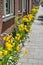 Facade garden with tulips