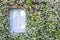 Facade of historic building covered with climbing jasmine