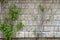 The facade of the house and branches of the plant spread along it.