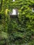 Facade of a house surrounded by greenery, ivy and vines covering a house. Milan, Brera botanical garden. Italy