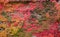 Facade overgrown with colorful autumnal vine leaves