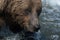 Face of Alaskan brown bear