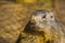 Face of alpine marmot in closeup, wild squirrel from the alps of europe, Rodent specie