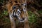 Face of Amur tiger closeup. Tiger. Siberian tiger, Amur tiger.