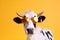 face animal cute colourful portrait sunglasses character funny head cow. Generative AI.