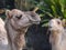 Face of Arabian camel or Dromedary (Camelus dromedarius) the tallest of the three species of camel.