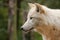 Face Arctic wolf in nature