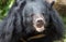 Face of Asiatic Black Bear in the forest with green background