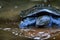 The face of Asiatic softshell turtle or black-rayed softshell turtle