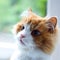 The face of an attentive cute white Siberian cat on the window