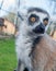 The face of a beautiful furry lemur, looking directly at the camera