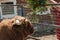 The face of a bison under the enclosure fence. The process of feeding bison.