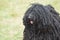 Face of a Black Puli Dog