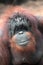 Face of bornean orangutan