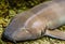 The face of a brown banded bamboo shark in closeup, tropical fish from the indo-pacific ocean