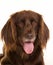 Face of brown longhaired pointer dog