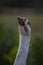 Face close up of a mute swan bird