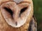 Face of common barn owl (Tyto Alba) looking forward