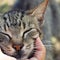 Face of contented tabby cat in hand close up
