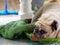 Face crop closeup of a lovely lonesome white fat cute pug dog laying on old soft cloth rug outdoor making sadly face