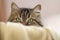 Face of cute Siberian cat peeps out from behind furniture, cat is watching, concept of pets